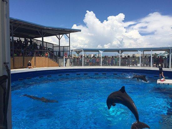 Gulfarium Marine Adventure Park